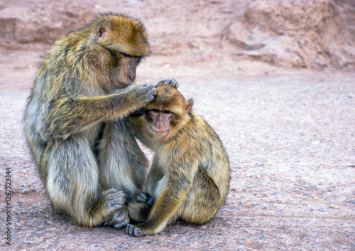 Two monkeys are sitting on the ground, one of them is grooming the other. The scene is peaceful and calm, with the two monkeys enjoying each other's company photo