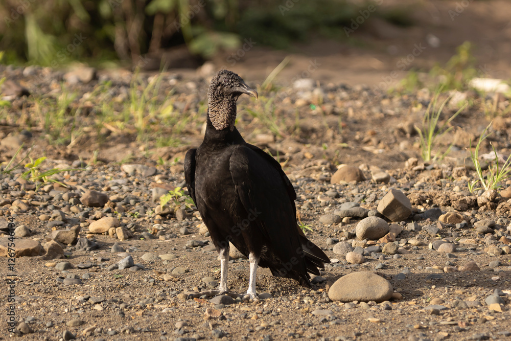 Fototapeta premium vulture on the ground