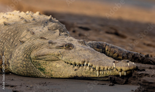 American crocodile