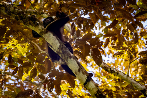 Howler monkey photo