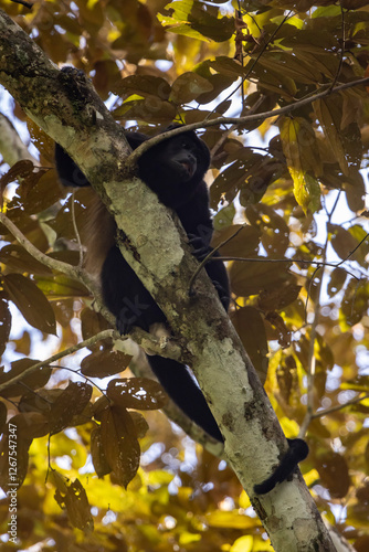 Howler monkey photo