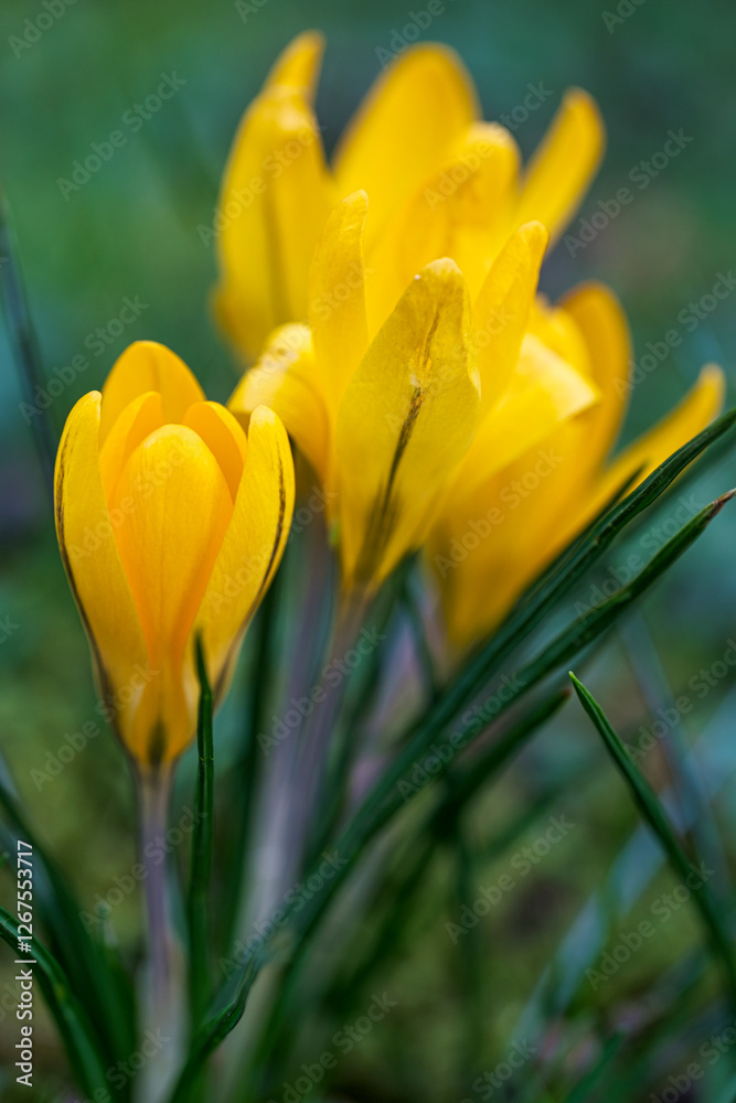 Obraz premium Close-up of beautifully blooming crocuses in a public park in Wiesbaden