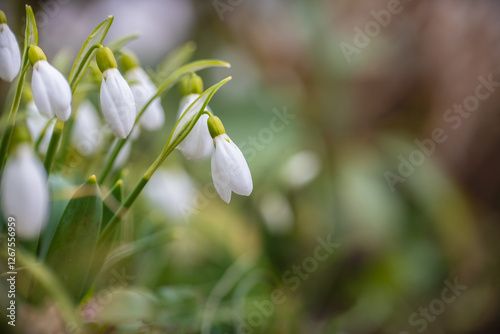 erste Schneeglöckchen (galanthus) im Garten photo