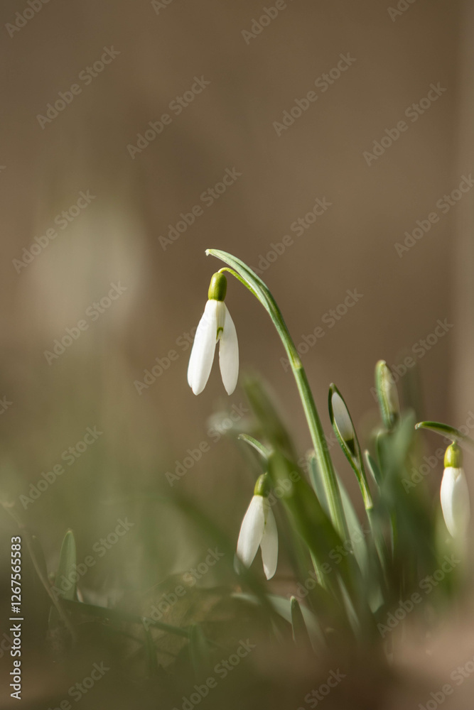 the first snowdrops are coming out and starting to bloom the first snowdrops are coming out and starting to bloom