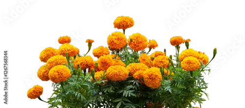 Fototapeta Naklejka Na Ścianę i Meble -  The Tagetes erecta tree isolate on white background, high resolution image 45MP