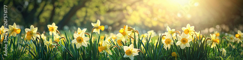 As one of the first flowers in early spring the yellow easter bell is embellishing the park and the satart in the season