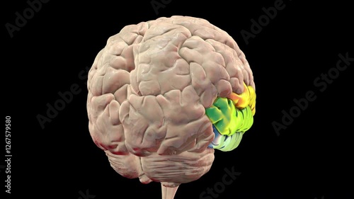 3D animation of a rotating brain highlighting the temporal gyri: superior (orange), middle (green), and inferior (blue), responsible for auditory processing, language, and visual recognition.