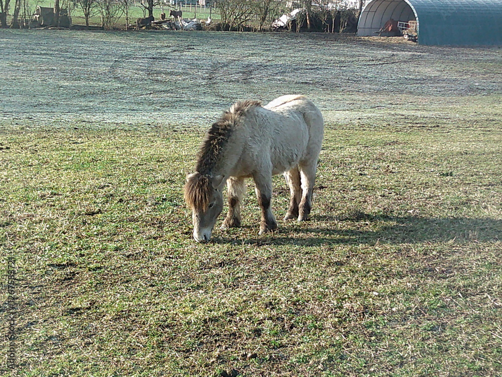 Fototapeta premium PONEY