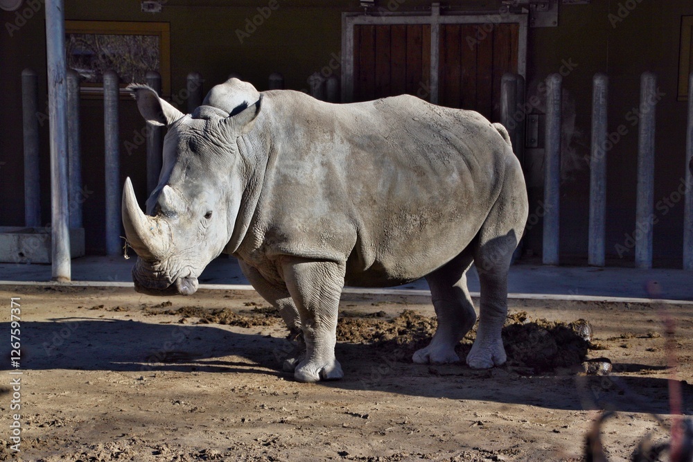 Obraz premium Nashorn