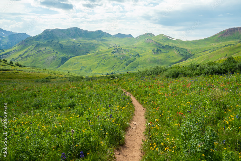 Fototapeta premium mountain wildflowers in the summer