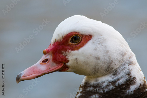 Portrait einer Moschusente ( Cairina moschata )	
 photo