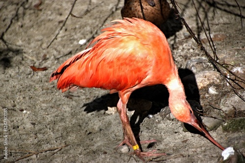 Ibis photo