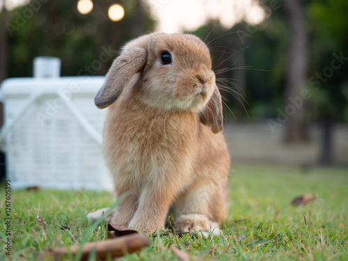 Baby orange holland lop rabbit at garden. Lovely action of young rabbit in green field.