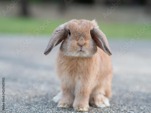 Baby orange holland lop rabbit at garden. Lovely action of young rabbit in green field.