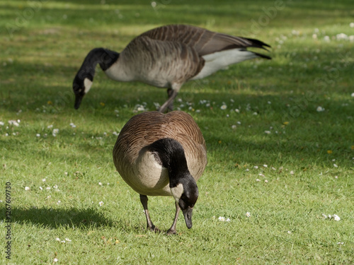grasende Gänse