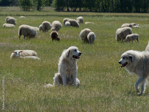 Hütehunde in der Herde