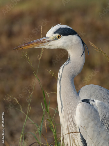 Graureiher Portrait