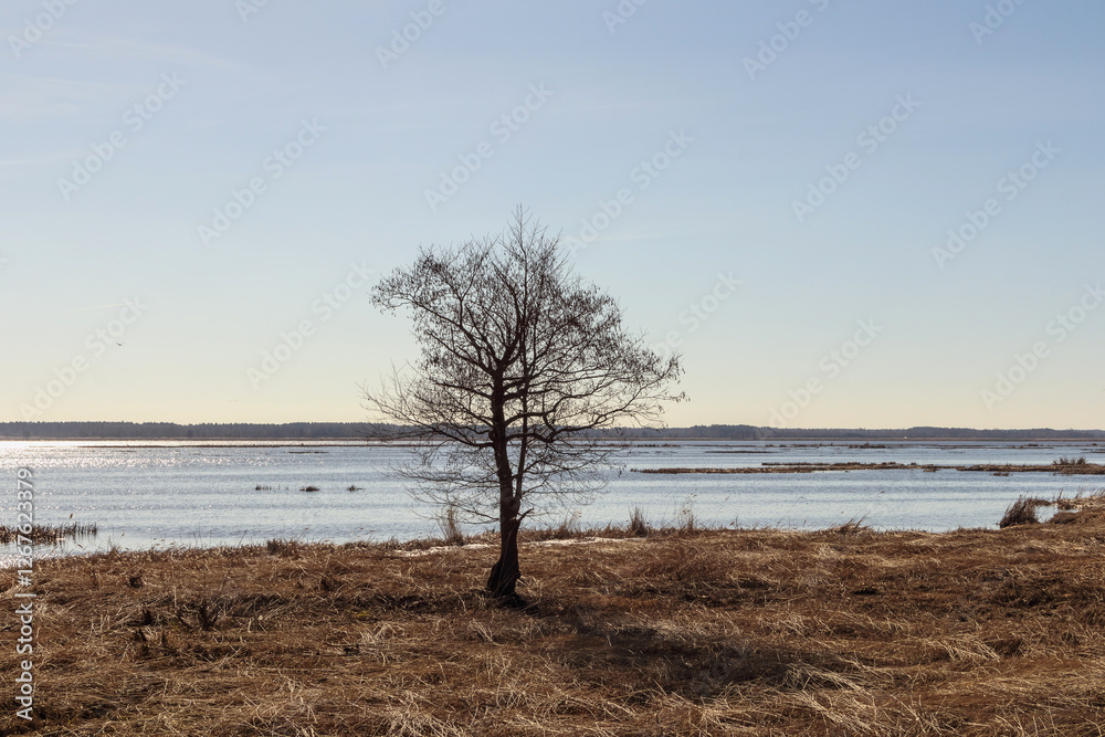 Nature landscape with tree, water and bright sky.
Nature landscape with tree, water and bright sky.