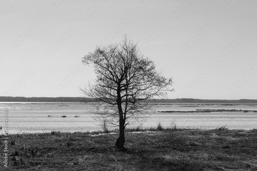 Fototapeta premium black and white image of a tree in a landscape by the water.