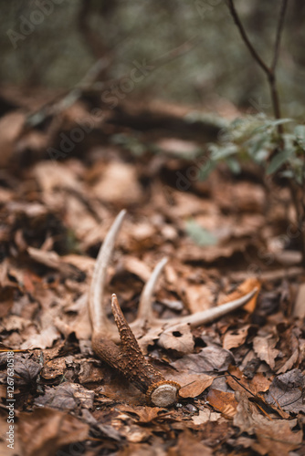 Shed antler as they lay 