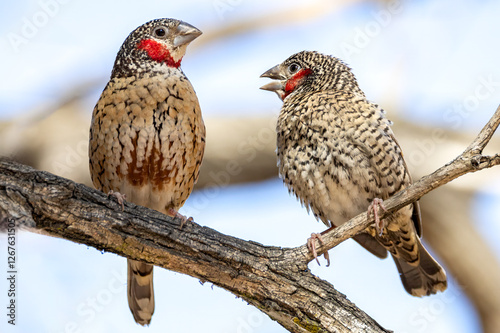 Cut-throat finch.