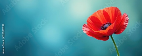 Poppy flower with stamen and pistil on a soft focus blue background, organic, bloom, texture