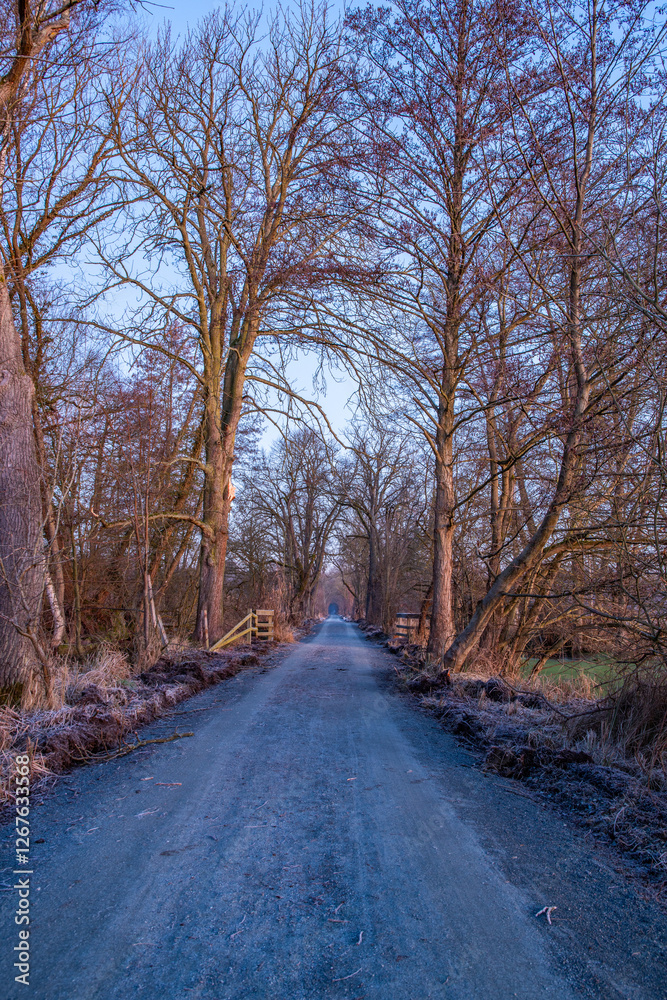 Path through an old tree-lined avenue. Winter landscape and ice and frost in a nature reserve. Gravel road, dirt road at sunrise in Mönchbruch, Frankfurt, Germany Path through an old tree-lined avenue. Winter landscape and ice and frost in a nature reserve. Gravel road, dirt road at sunrise in Mönchbruch, Frankfurt, Germany