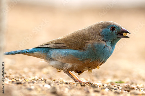 Blue waxbill.