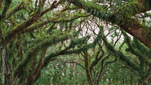 Aerial drone  fly forward and tilting up camera to reveal ancient tropical tree