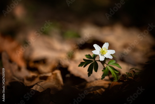 Anemone nemorosa flower in the forest in the sunny day. Wood anemone, windflower, thimbleweed. Grows in Europe, East Asia. In North America. Lovely white anemone flowers in spring forest at sunset.