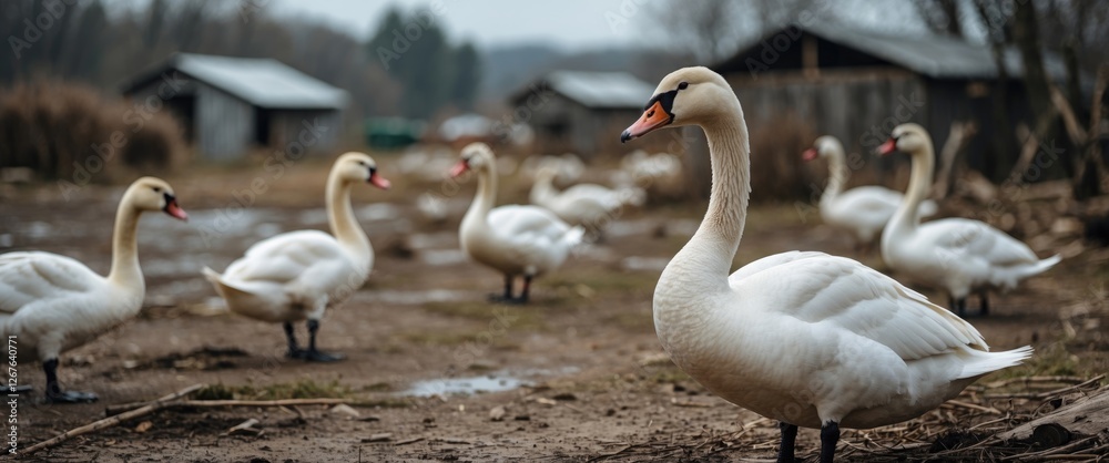Obraz premium Domestic Swans Grazing in a Rustic Farm Setting with Ample Space for Text Overlay and Rural Background