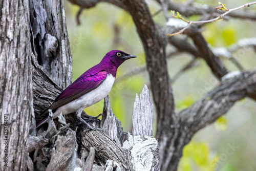 Violet back starling male.