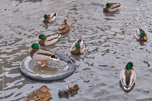 Wild ducks swimming in polluted urban stream