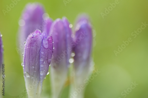 close-up crocus, bud of a crocus with water droplets, raindrops on purple flower, herald of spring, early bloomer, harbinger of spring, green background, still closed flower
