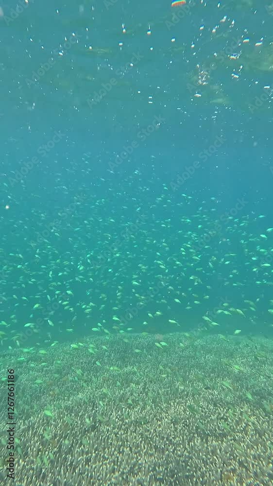Mesmerizing Schooling Fish Gliding Over a Breathtaking Coral Reef in Crystal Clear Ocean Mesmerizing Schooling Fish Gliding Over a Breathtaking Coral Reef in Crystal Clear Ocean