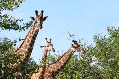 Photography Giraffe / Giraffe / Giraffa camelopardalis