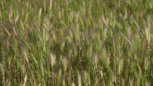 Spikelets of the plant Barley mouse - Hordeum marinum in the field close-up