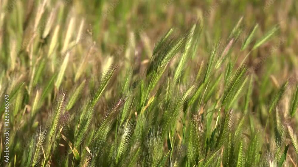 Spikelets of the plant Barley mouse - Hordeum marinum in the field close-up Spikelets of the plant Barley mouse - Hordeum marinum in the field close-up