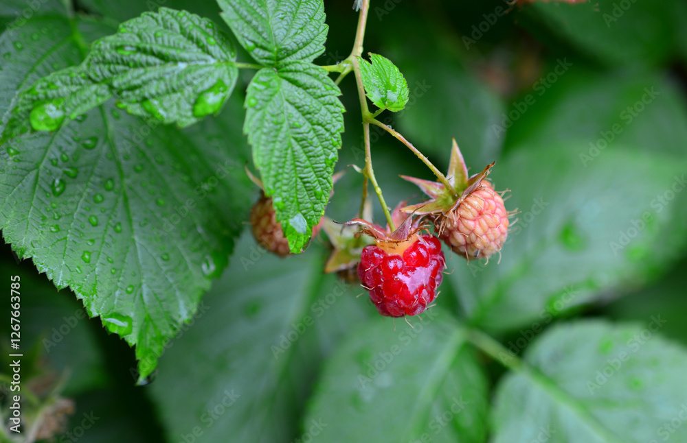 Juicy Raspberries on the Bush with waterdrops close up