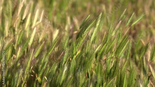 Spikelets of the plant Barley mouse - Hordeum marinum in the field close-up
