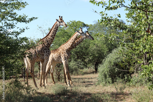 Canvas Print Giraffe / Giraffe / Giraffa camelopardalis