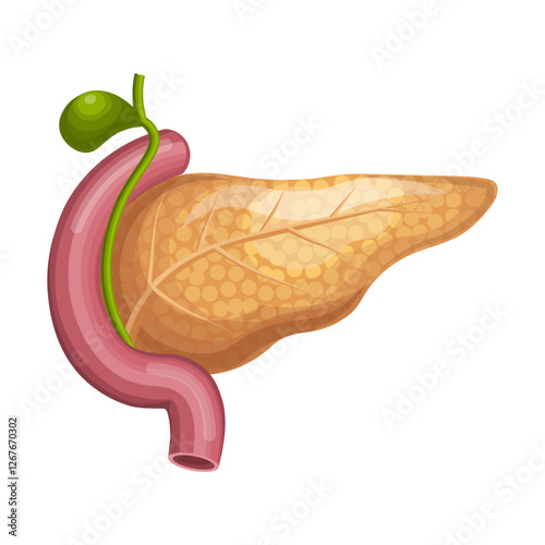 Pancreas anatomy. Medical illustration of the internal organs on a white background. Anatomical and healthcare concept. Vector Not AI generated