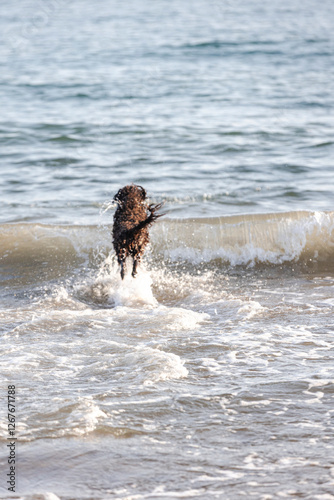 Brown dog running and jumping joyfully in ocean waves, enjoying a sunny day at the beach