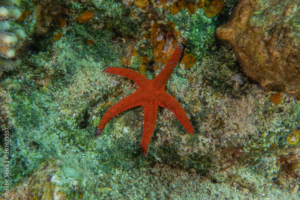 Starfish On the seabed in the Red Sea, Eilat Israel
Starfish On the seabed in the Red Sea, Eilat Israel