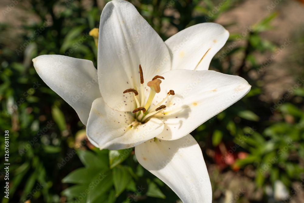Fototapeta premium White lily flower in summer