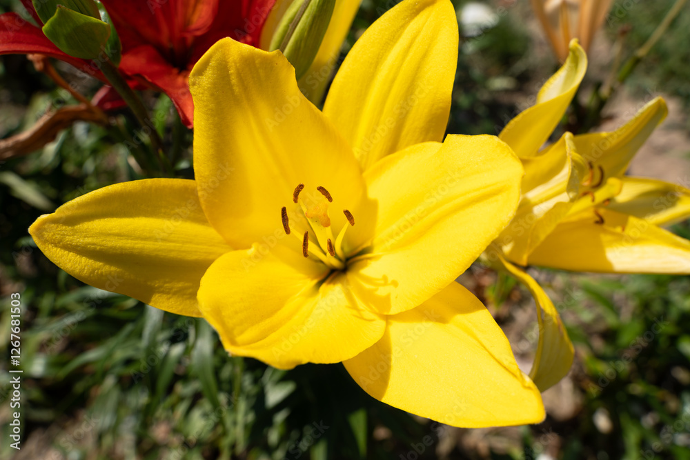 Yellow lily flowers in summer Yellow lily flowers in summer
