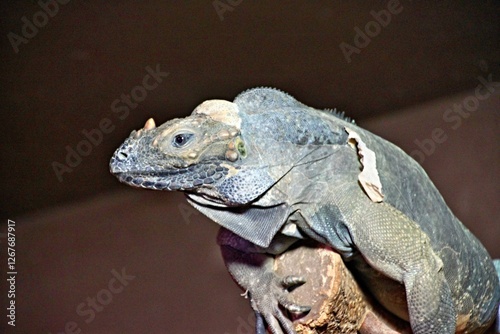 Iguana Echse