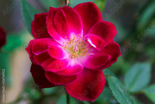 Rosa varietà Cardinal Hume