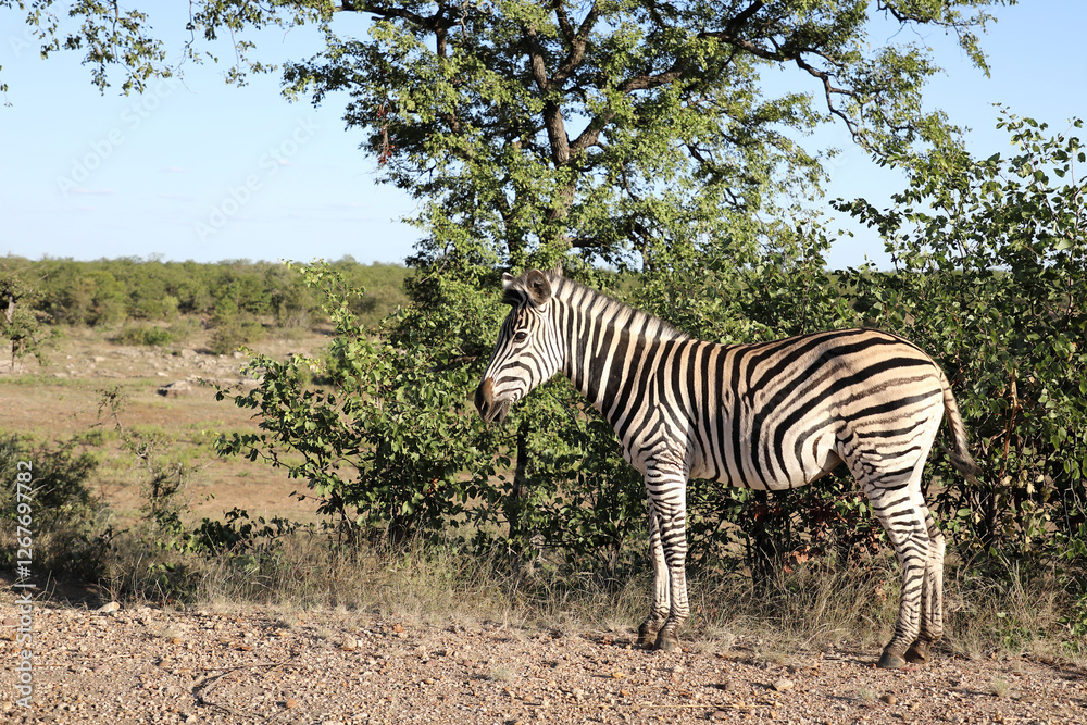 Obraz premium Steppenzebra / Burchell's zebra / Equus quagga burchellii