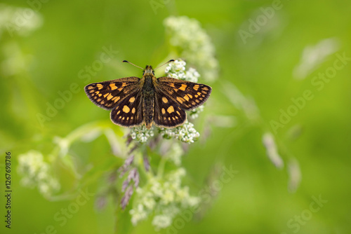 Chequered skipper, Carterocephalus palaemon. photo